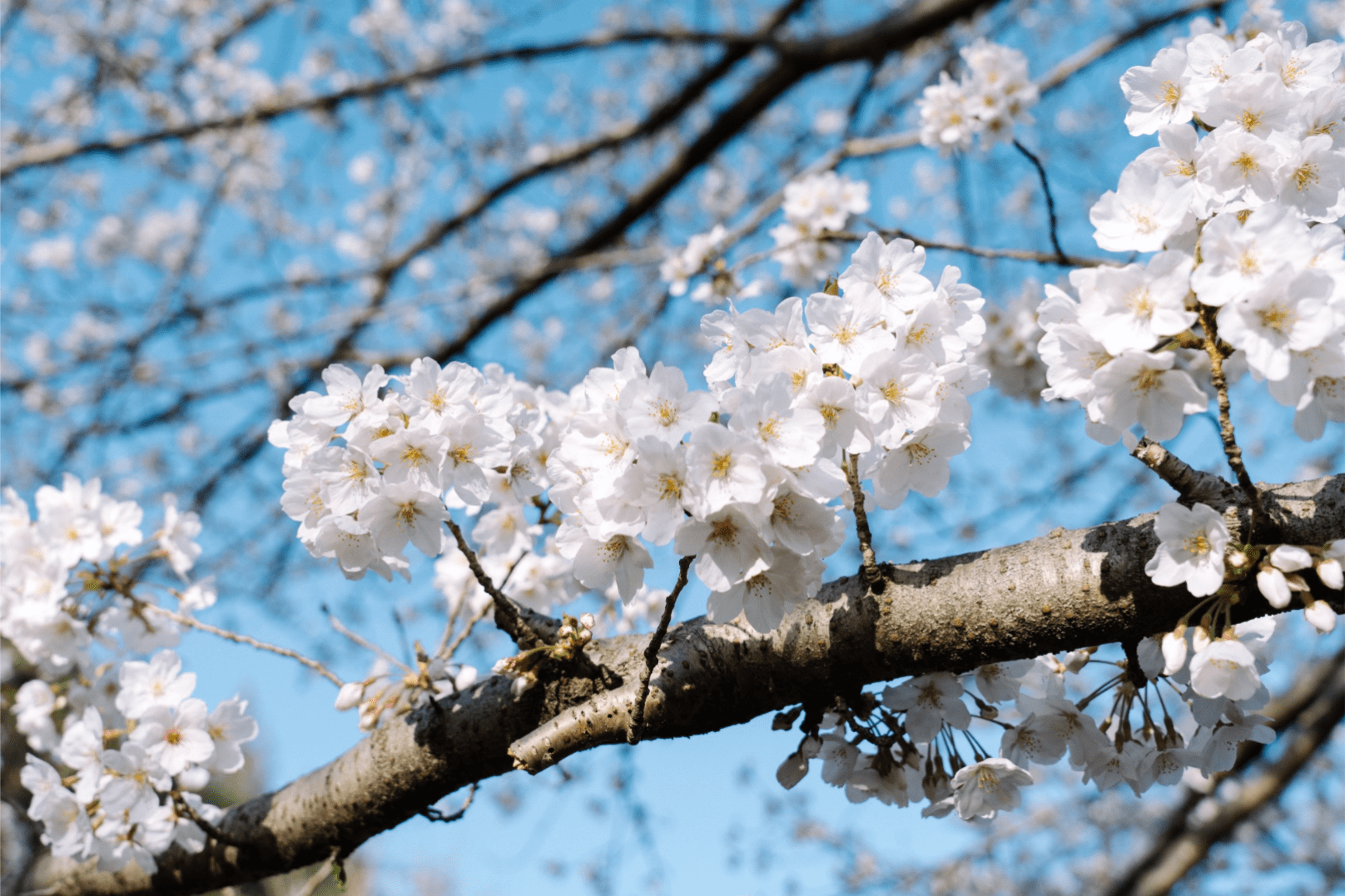 薩摩焼 桜花見図 花活 【公式通販】