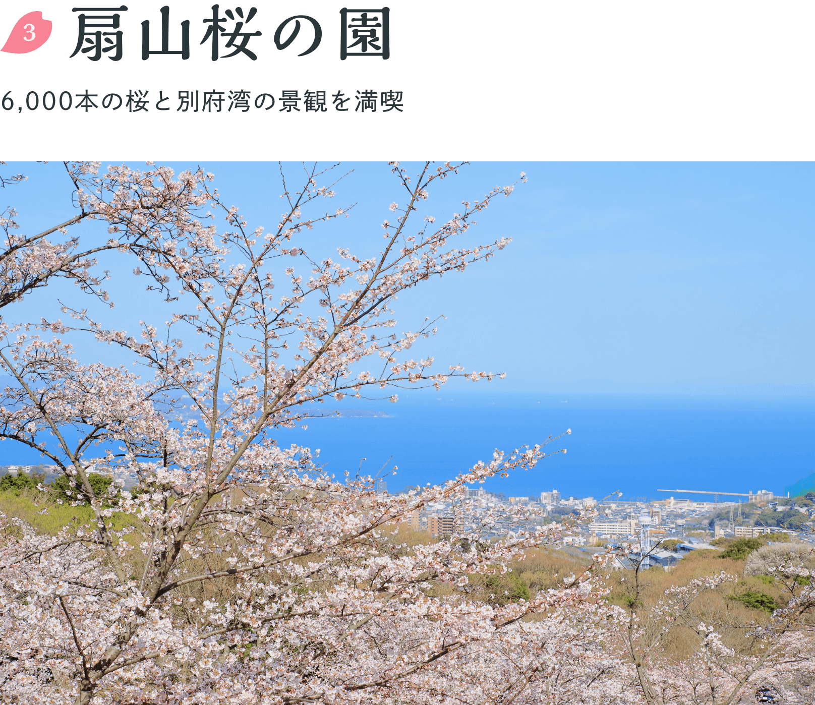 扇山桜の園